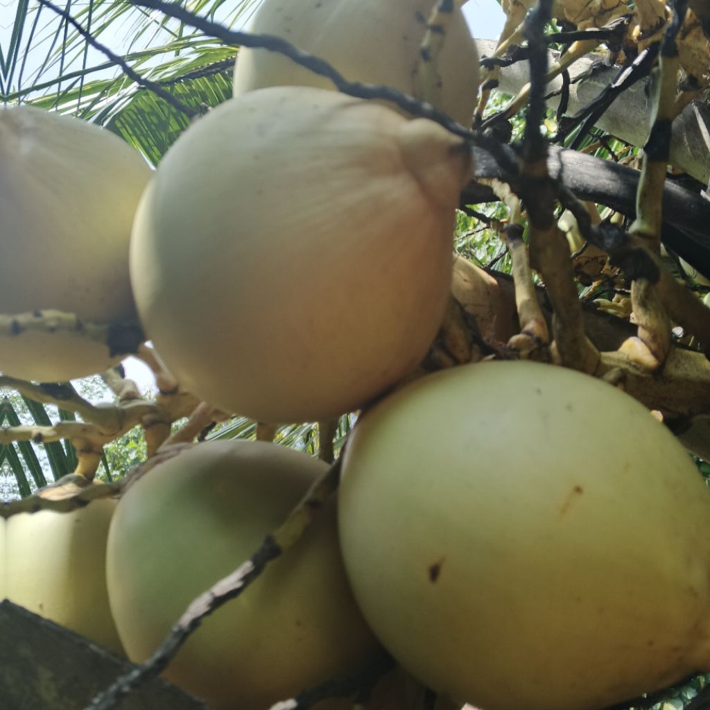 

Buah kelapa gading muda harga 1 buah