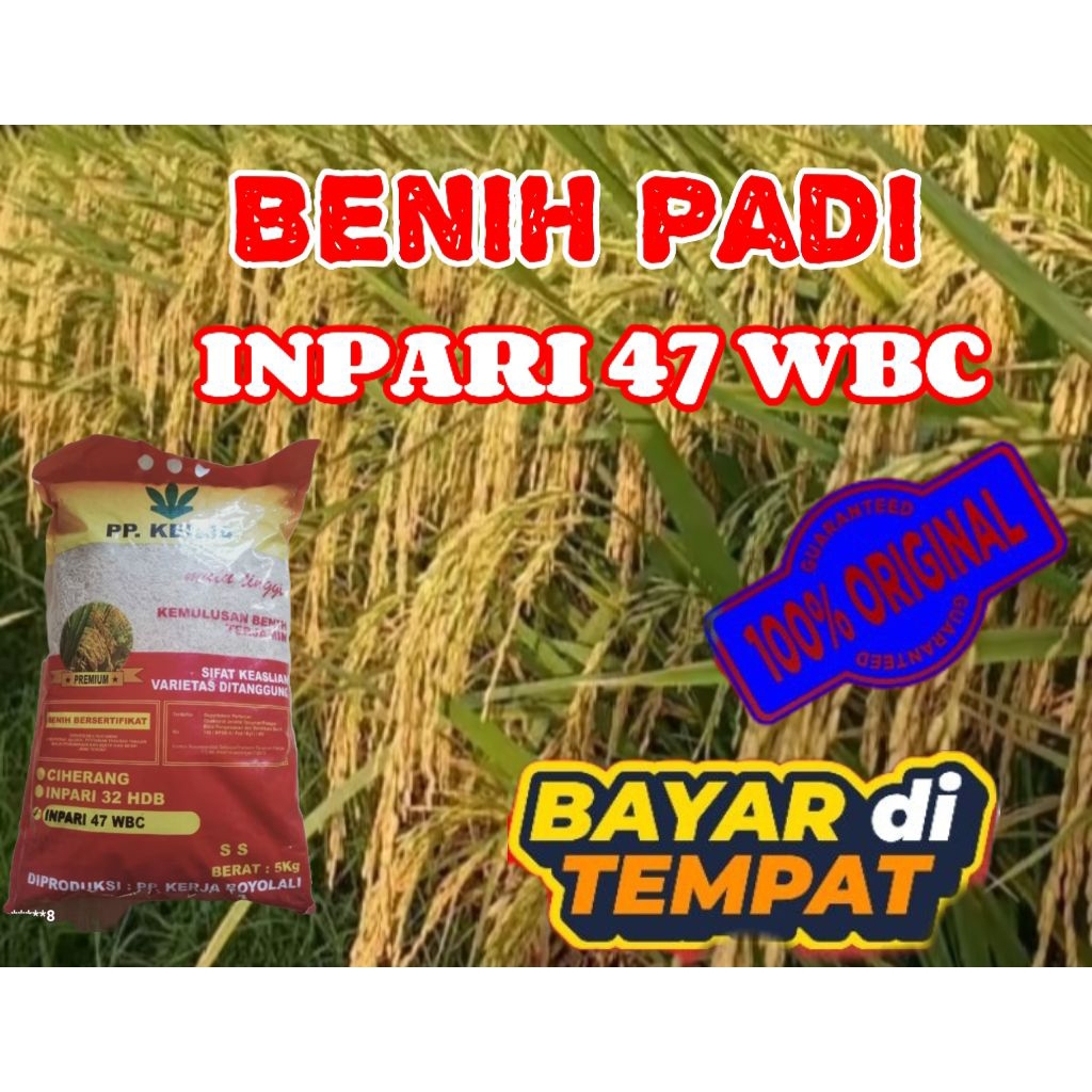 Bibit padi Inpari 47 WBC super premium original kemasan 5KG.
