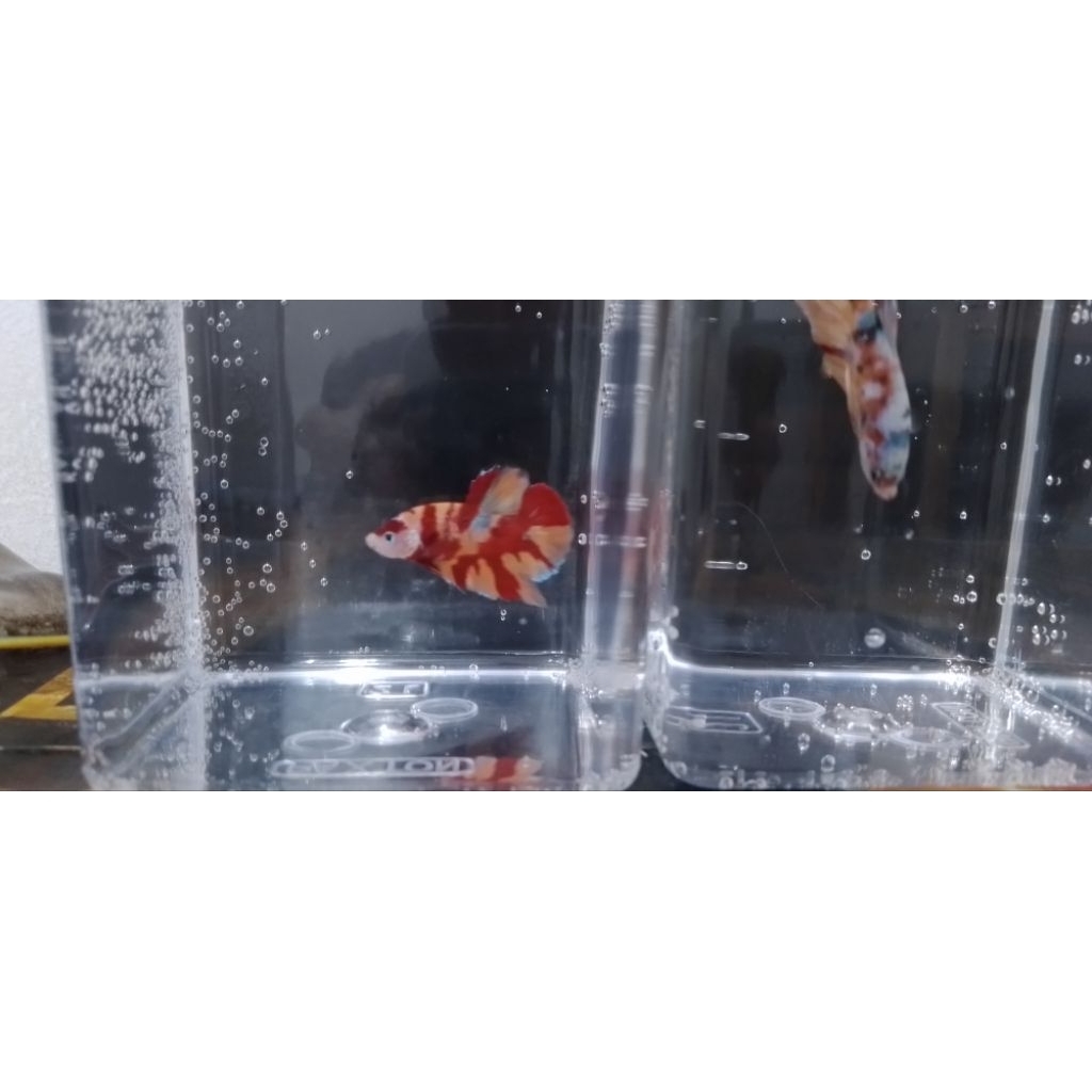 ikan cupang multicolor