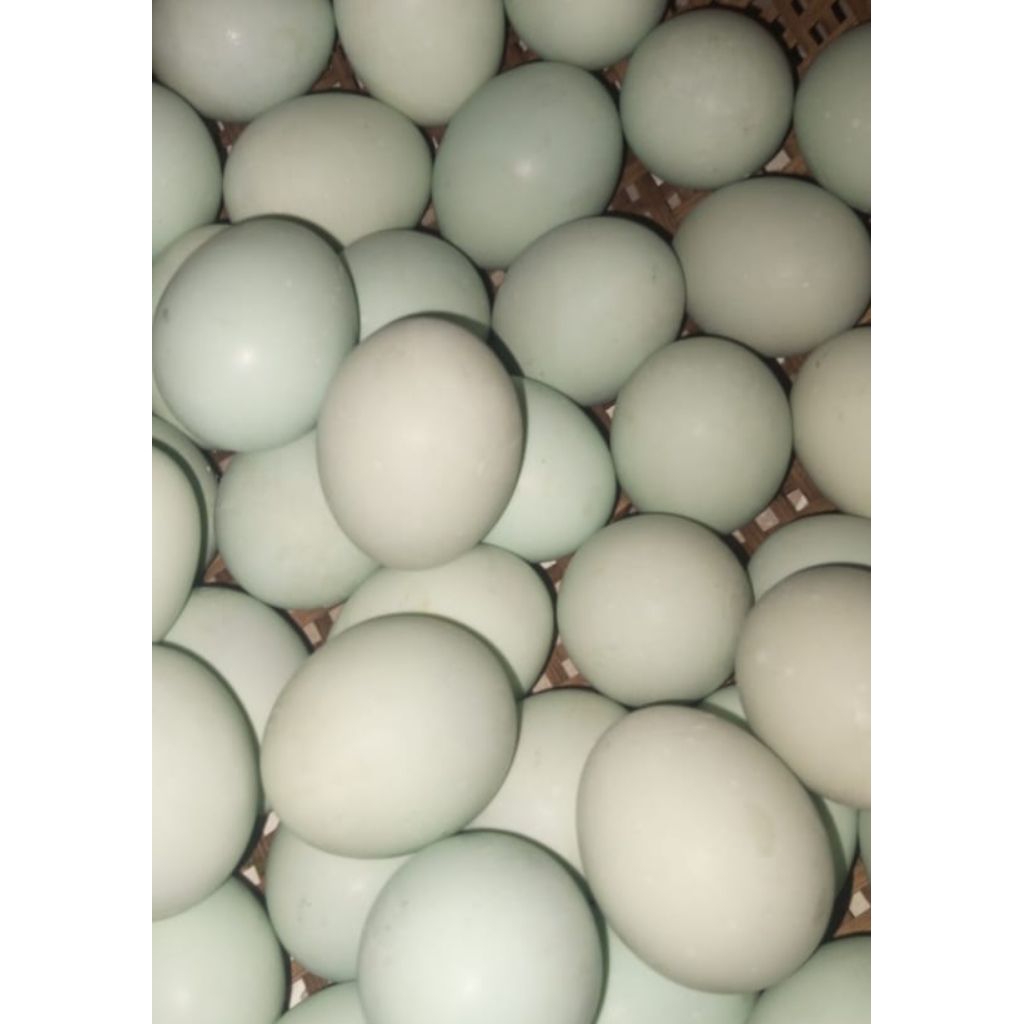 

TELOR BEBEK MENTAH FRESH 12 BUTIR