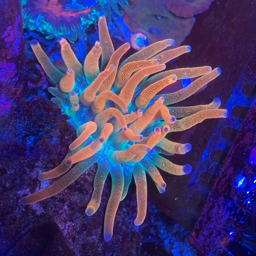 anemon jagung 2 warna culture