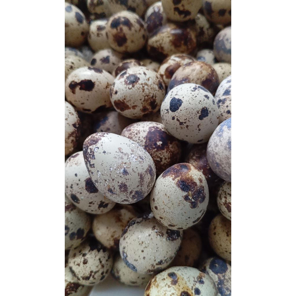 

TELUR PUYUH MENTAH 30 BUTIR