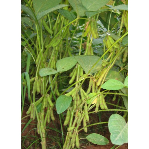 Green Earth - Bibit Benih Biji Edamame Jepang - Benih Tanaman Sayur Edamame - Bibit Edamame - Edamam