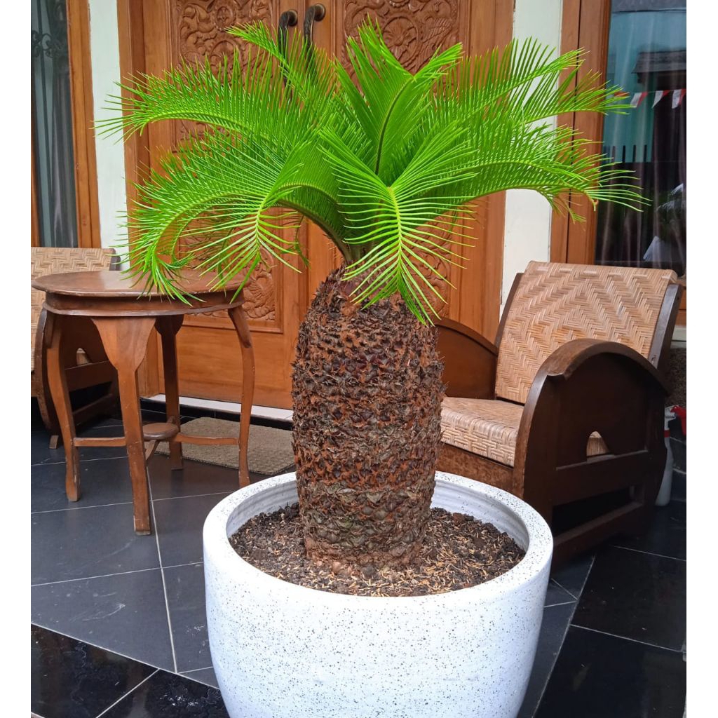 tanaman pohon sikas kombinasi pot