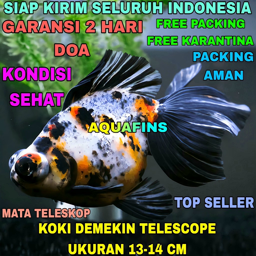 HIASAN KOKI GOLDFISH DEMEKIN TELESCOPE EYES IMPORT UKURAN 13-14 CM