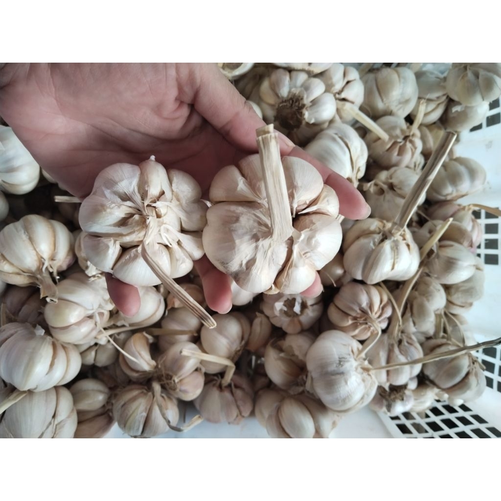 

Bawang Putih Sinco Bumbu Dapur Brambang Bawang Merah Bombay