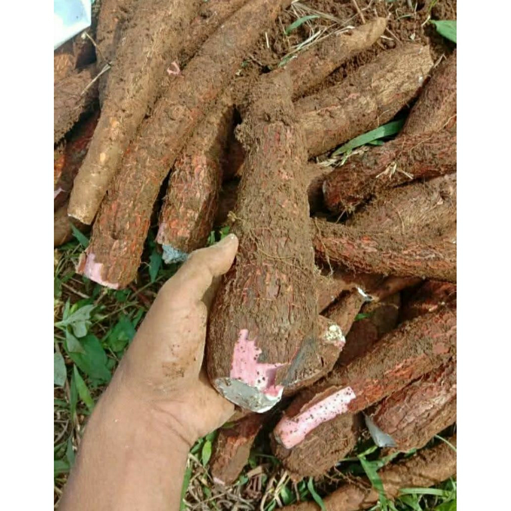 

singkong kulit merah