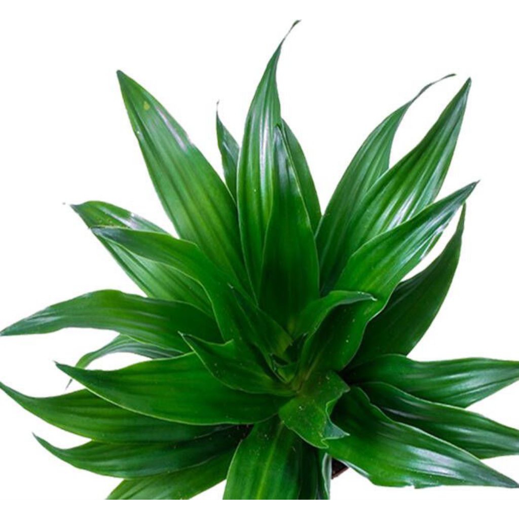 Tanaman Hias Hanjuang Kemoceng/bibit andong kemoceng