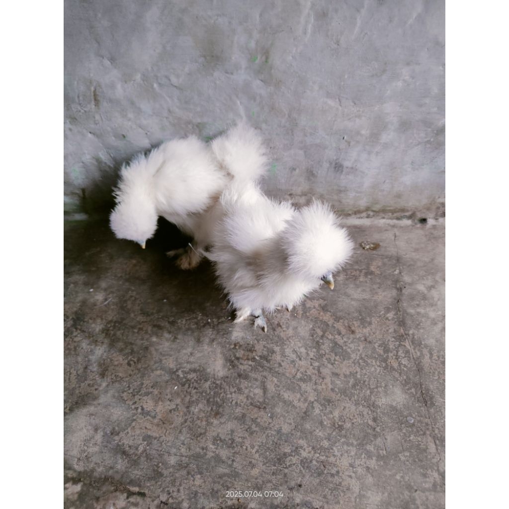 Sepasang Ayam American Silkie Usia 2 bln