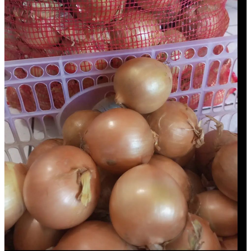 

bawang bombay 500gr