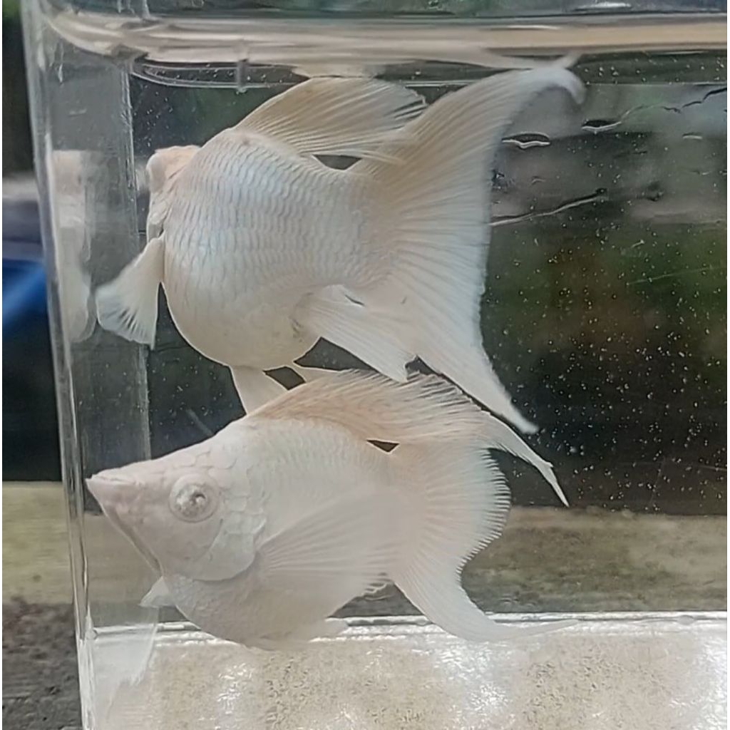 Molly Platinum Mata Merah Kristal