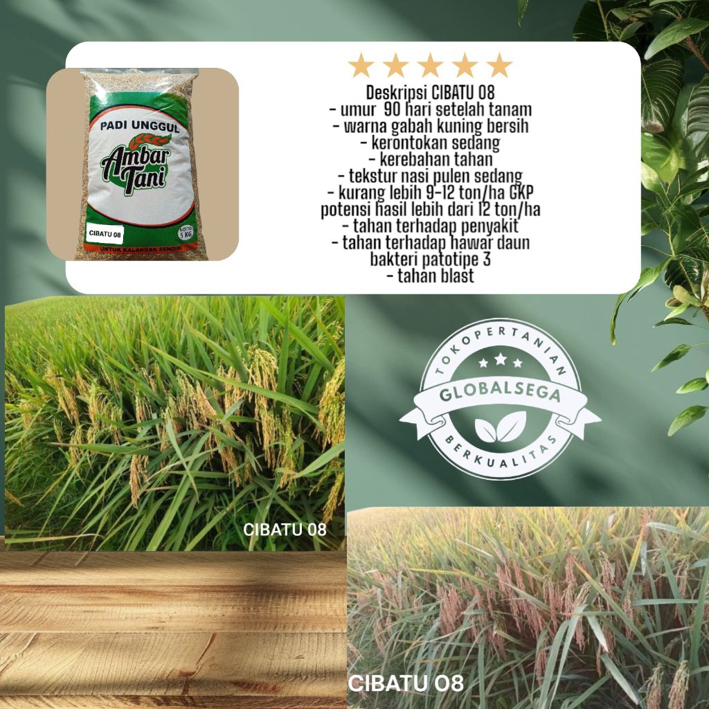 Benih Padi Bibit Padi Unggul CIBATU 08 Kemasan 5KG Original