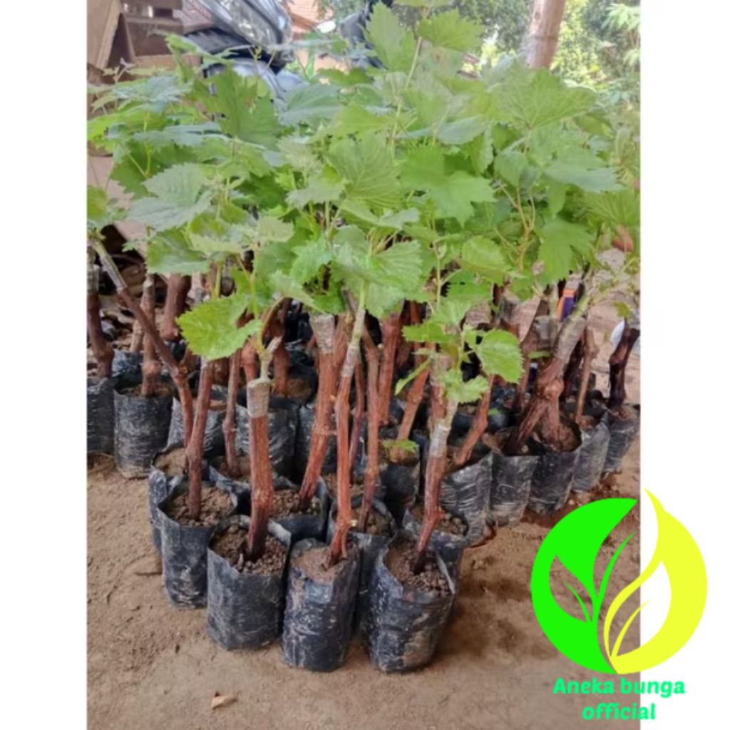 POHON BUAG ANGGUR IMPORT NINEL UKURAN ±30-45 CM / BIBIT TANAMAN BUAH ANGGUR IMPORT