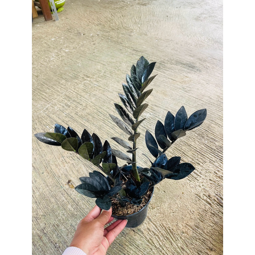 ZAMIA BLACK