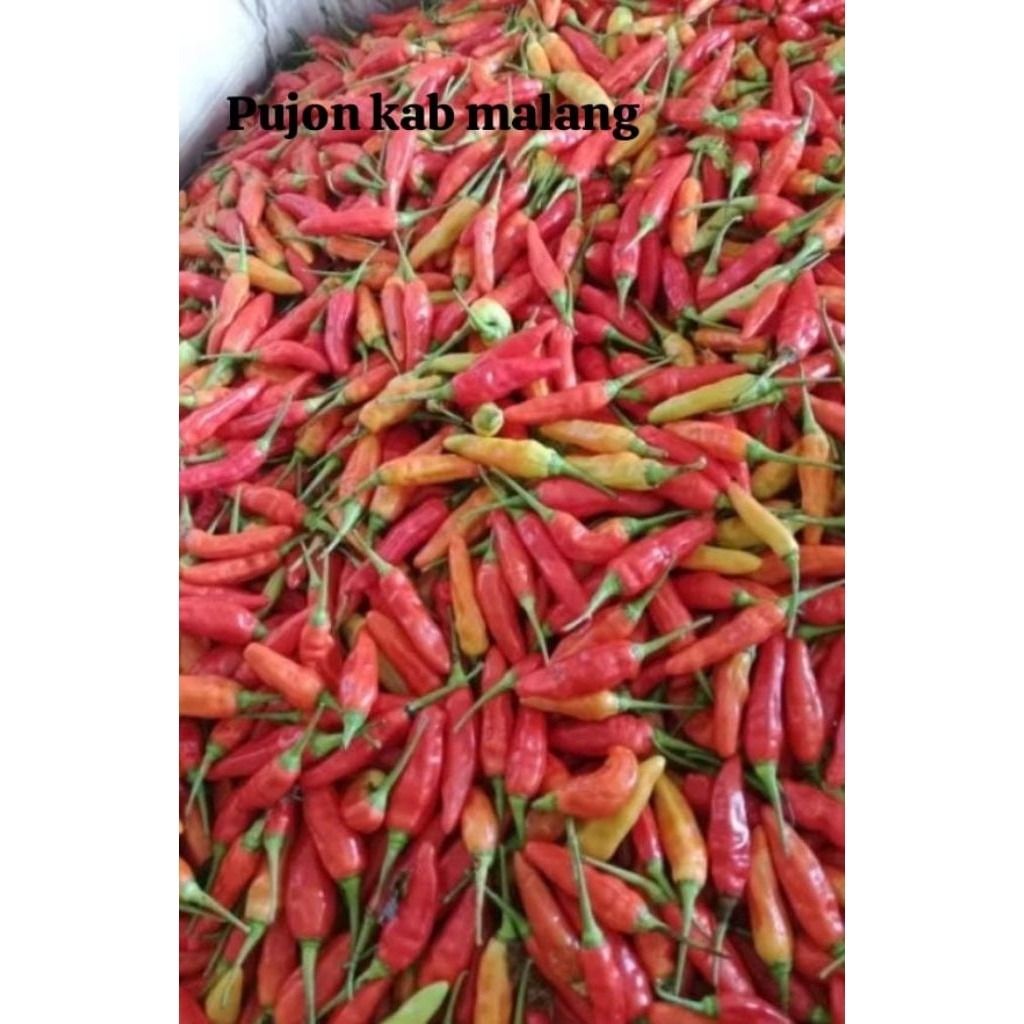 

cabai rawit super pedas malang
