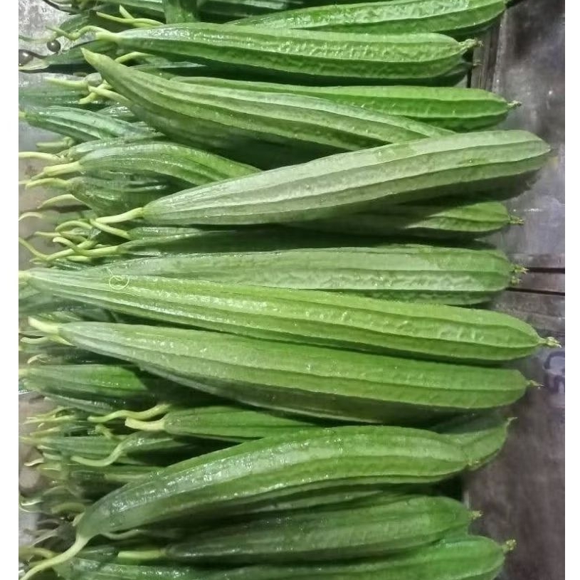 

Sayur Gambas / oyong sayur segar 1kg