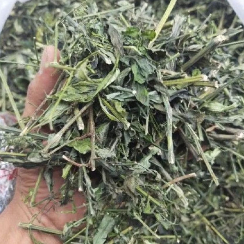 

Daun Sambiloto Cacah kering isi 50 Gram sambiroto cacah 50gram