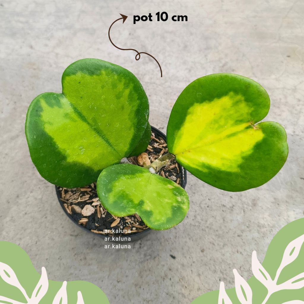 Hoya Kerrii ' Love Variegata ' sukulen kaktus tanaman hidup