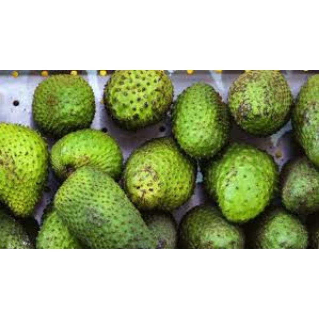 

sirsak lokal buah segar dan higienis