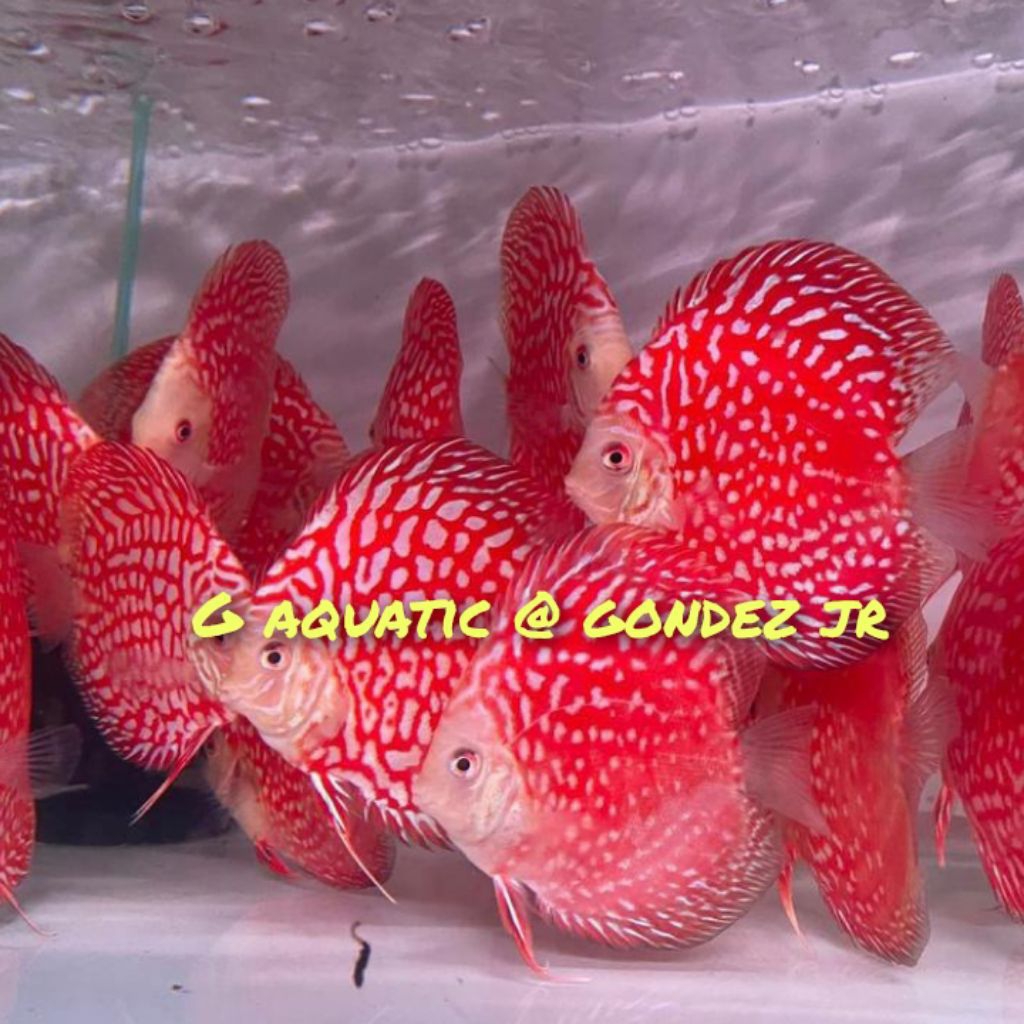 ikan discus red pigeon size 7cm