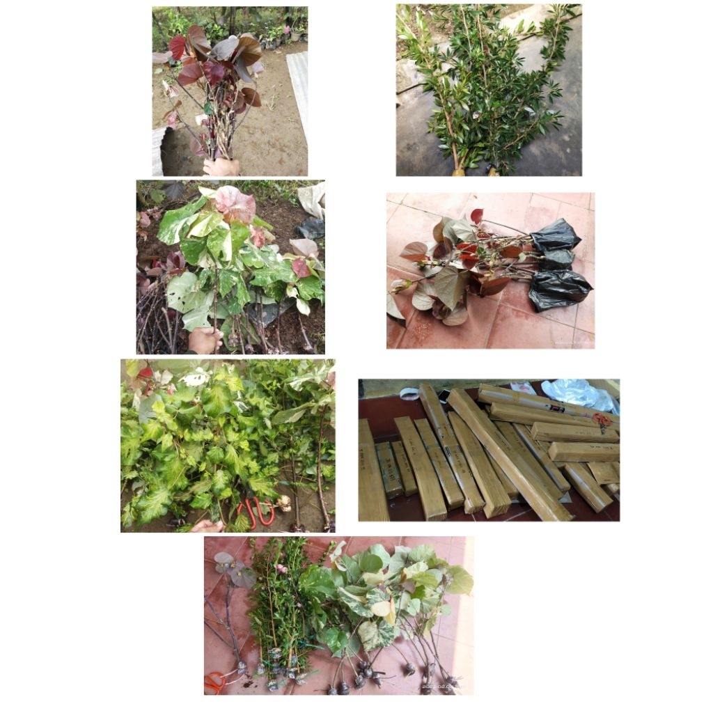 paket 16 batang bibit bonsai