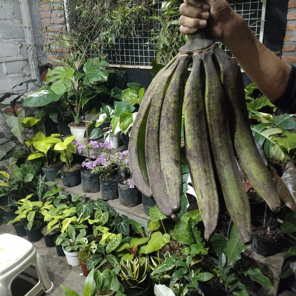 

500gr PISANG AGUNG PISANG TANDUK ASLI KHAS LUMAJANG KOTA PISANG