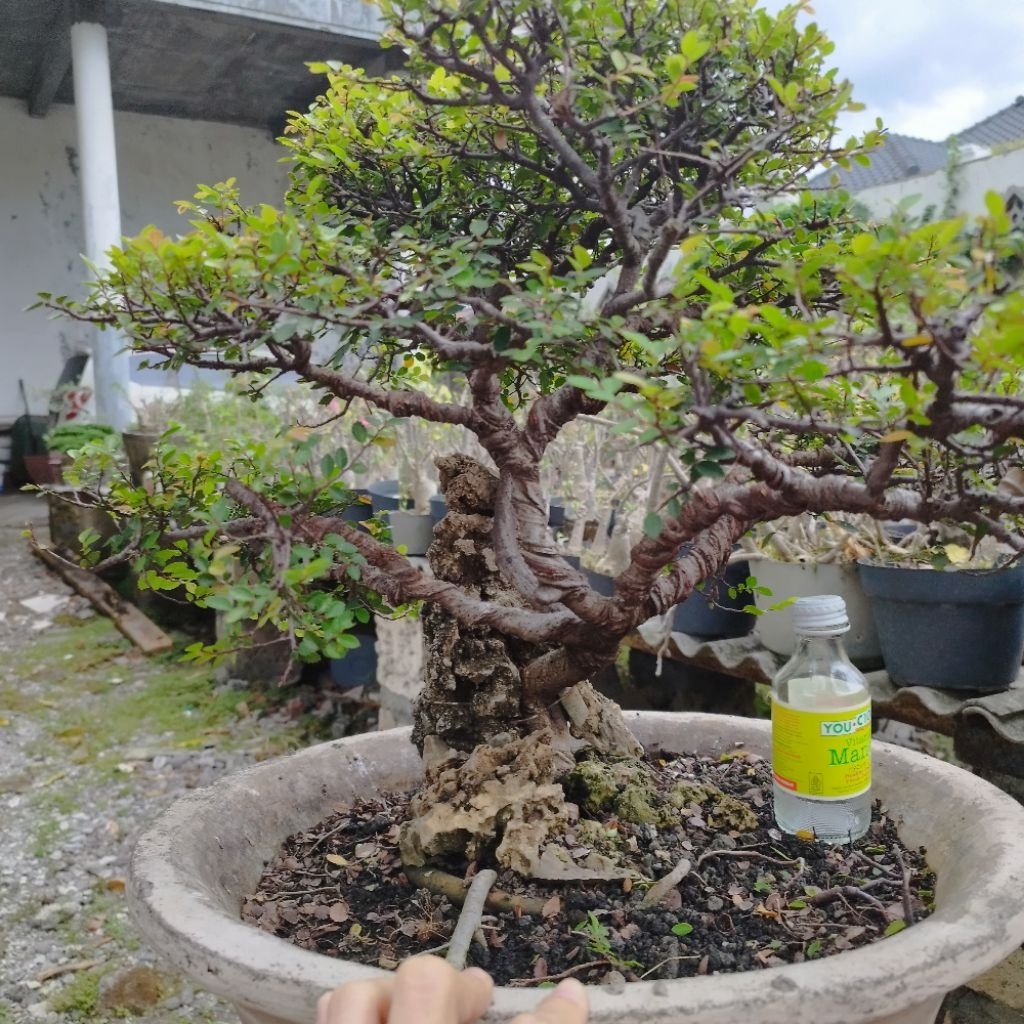 Bonsai Ulmus OTR