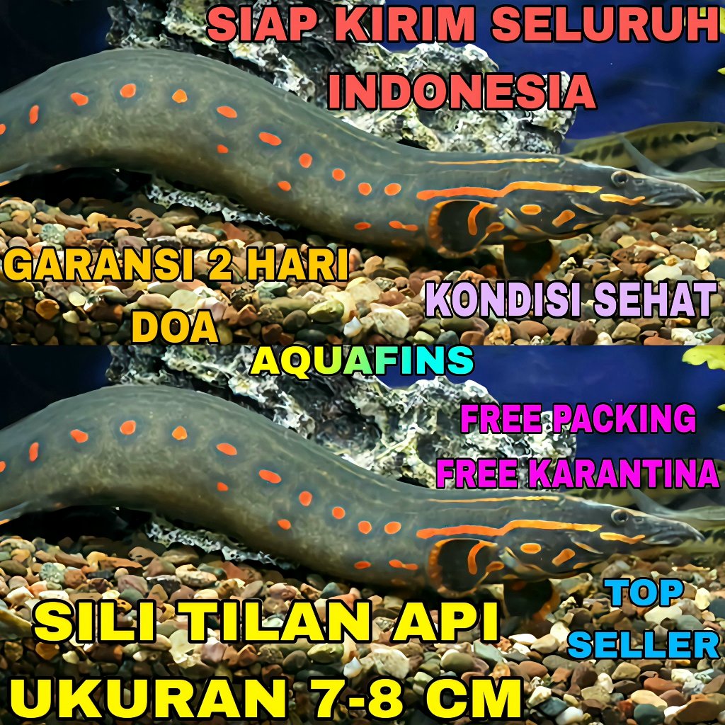 HIASAN SILI TILAN API FIRE EEL MASTACEMBELUS ERYTHROTAENIA UKURAN 7-8 CM