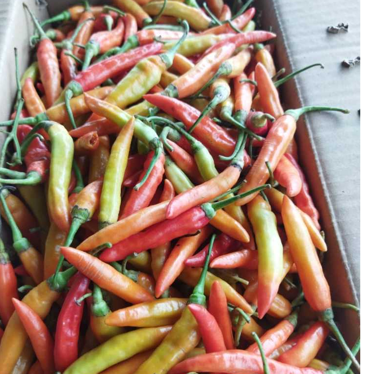 

cabe rawit merah/CRM 500 gr 1000 gr dengan kualitas premium dan harga terjangkau