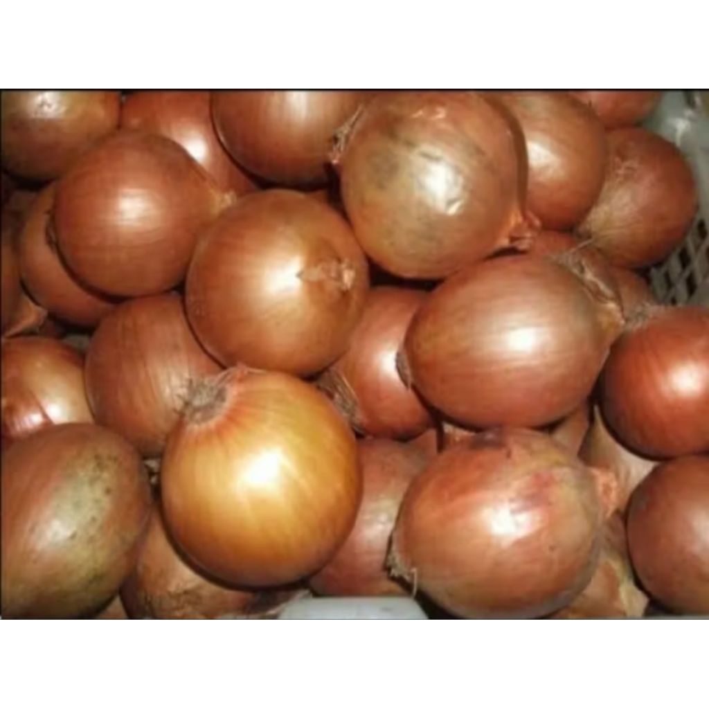 

Bawang Bombay 500gr