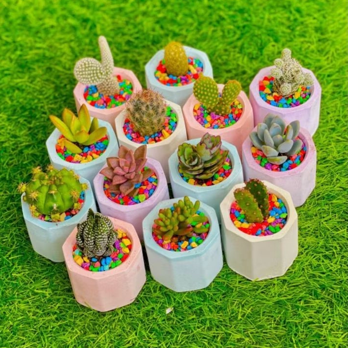 PAKET 4 POT SEMEN CERIA (4 pot semen putih + 4 sukulen/kaktus +media tanam + batu hias WARNA WARNI)