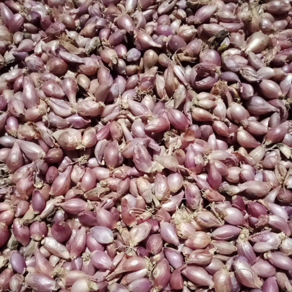 

bawang merah kering ukuran kecil (lembut) 1kg