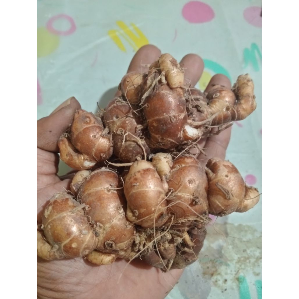 

Kencur Segar Fresh Kwalitas Super 500 Gram