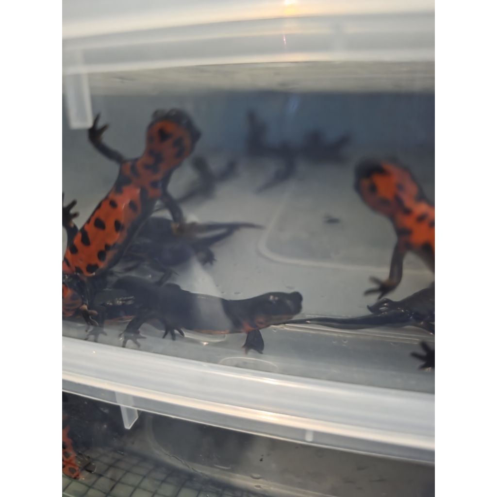 Salamander Red Belly