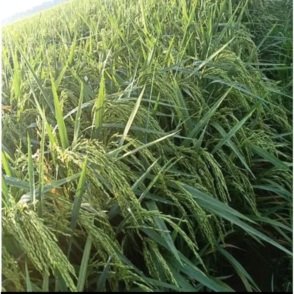 benih padi unggul if 16 ab2ti kemasan 5kg