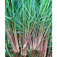 

serai segar 500g dengan harga murah