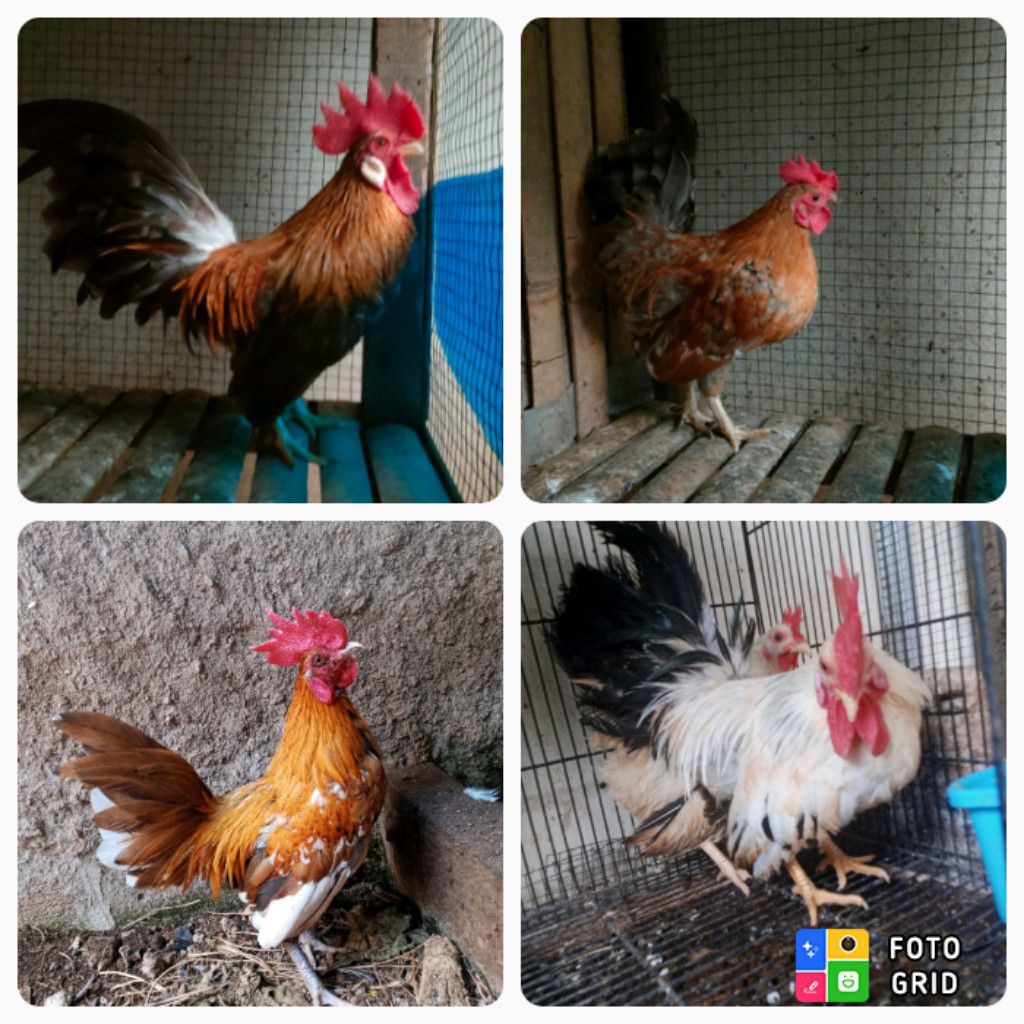 ayam kate jago aneka warna