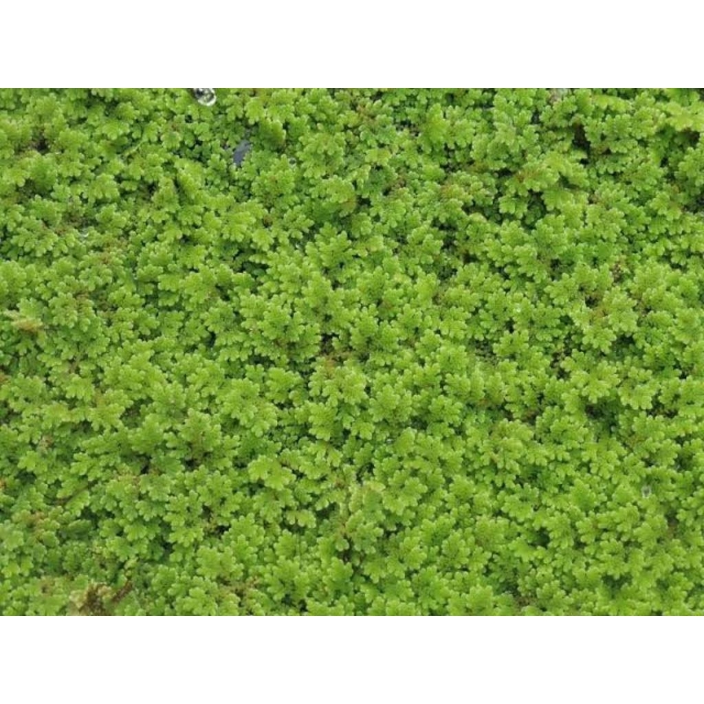 Bibit 1 kg Azolla Microphylla Segar Azolla Pakan Organik 1kg