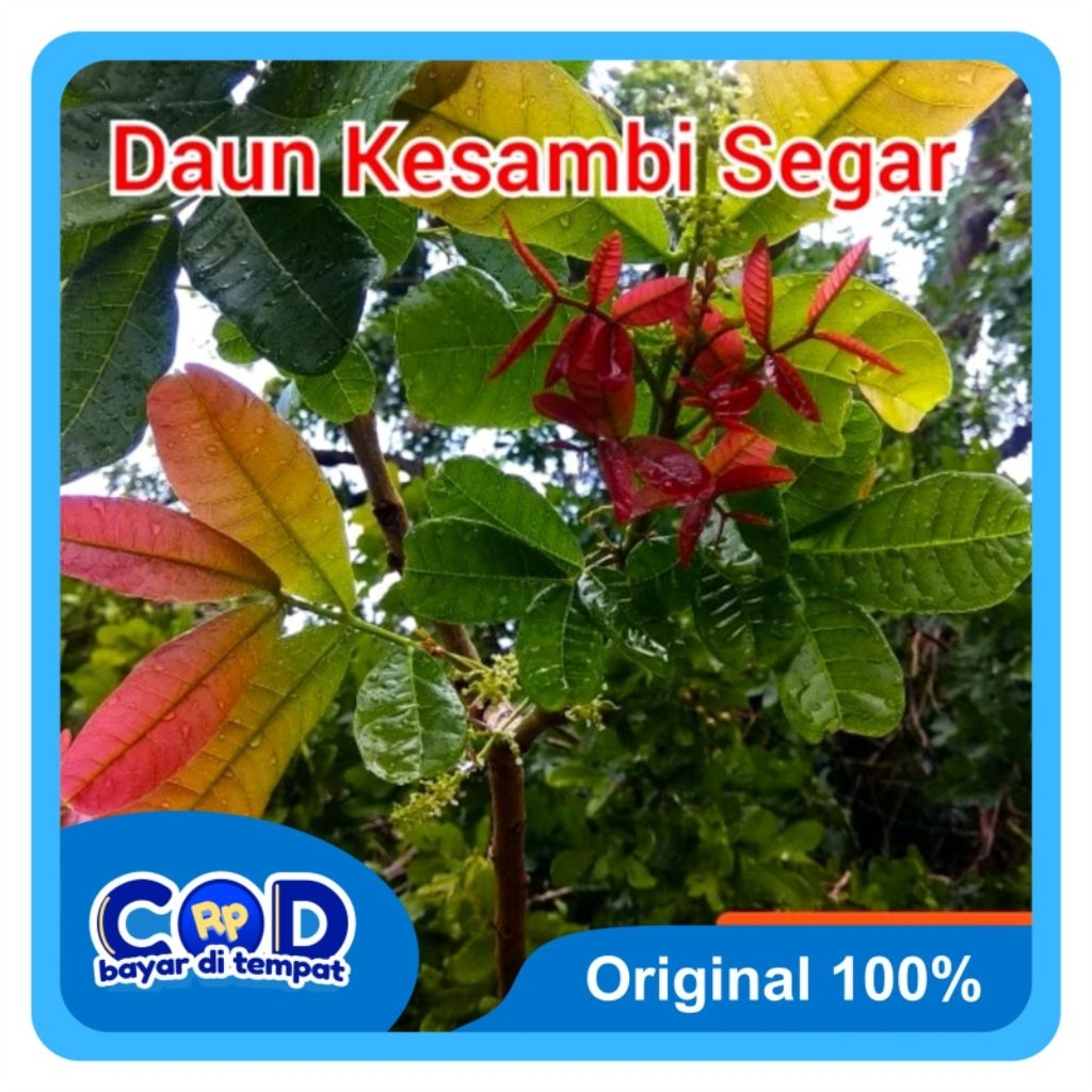

[C O D]Daun Kesambi Segar 500 Gram Untuk Obat Tradisional eksim, kudis.