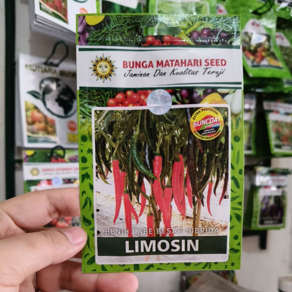 LIMOSIN BENIH CABE BESAR Hibrida @80BTR CAP BUNGA MATAHARI