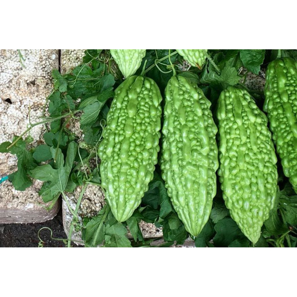 

Buah pare/paria berkualitas 1kg