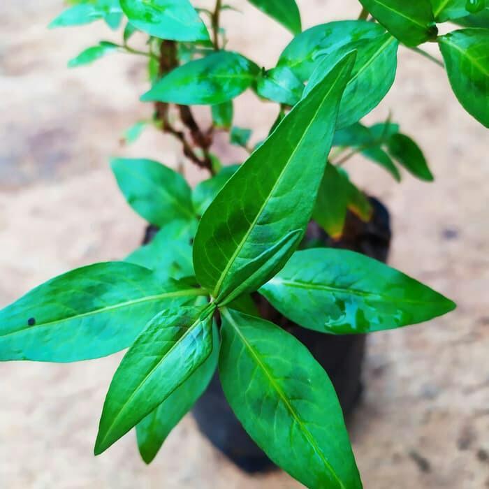 Daun Kesum Bibit: Tanaman Laksa Vietnam