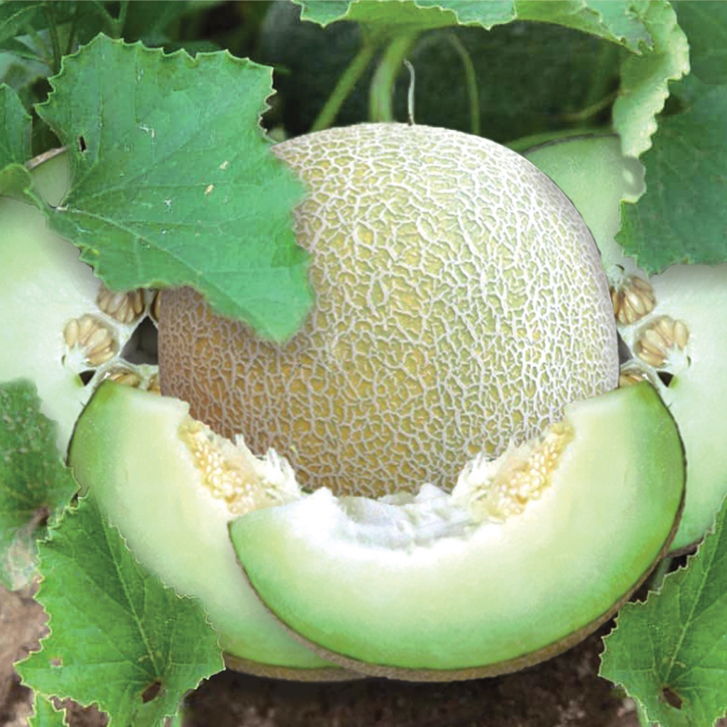 

BULK 1kg – melon F1 (ME MRY 90)