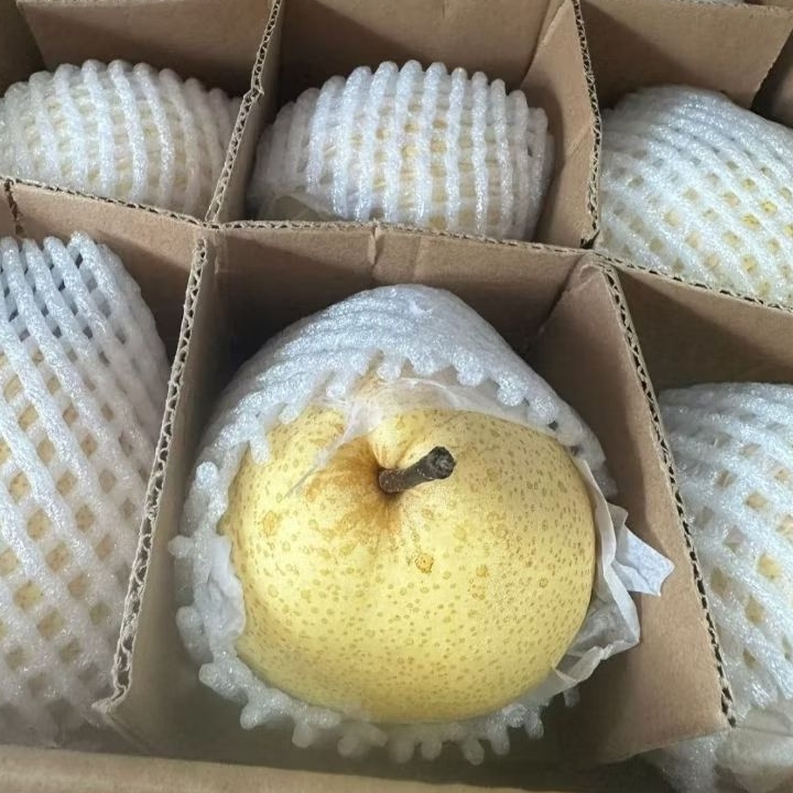 

Buah Pir Century Pear