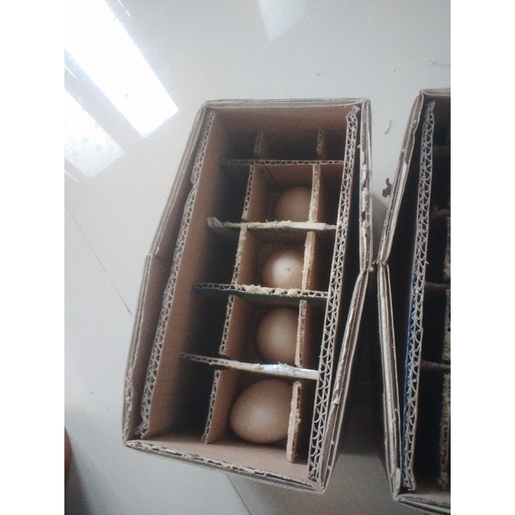 telor ayam hutan hijau