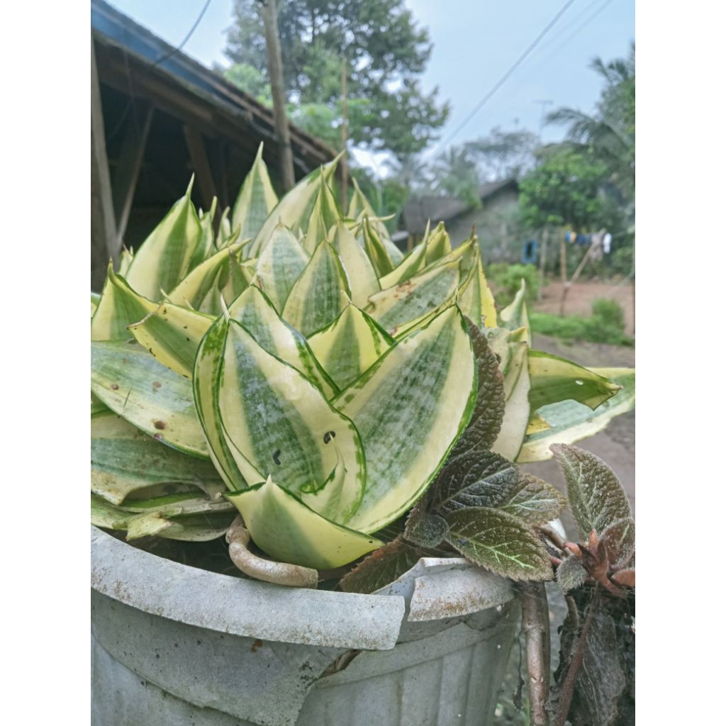 Bibit lidah mertua kodok mini strip kuning