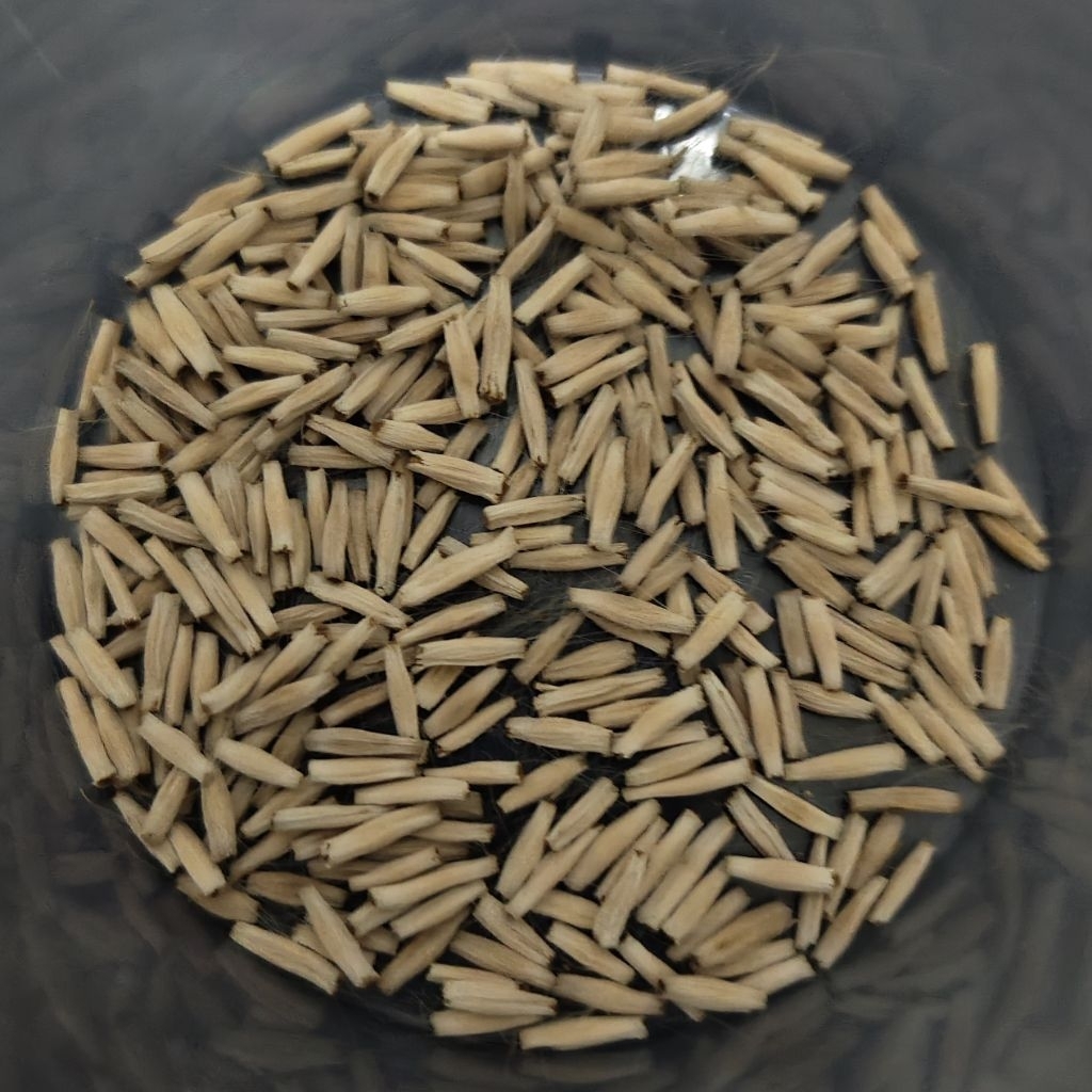 Paket biji Adenium somalense x obesum