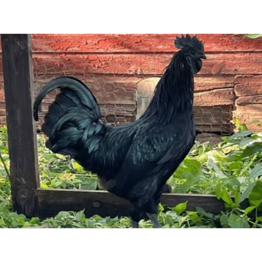 ayam cemani pilihan super jago asli
