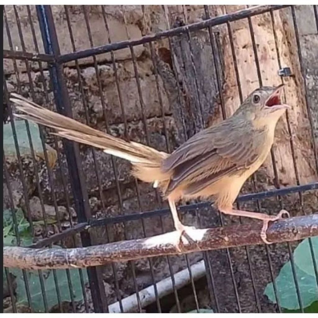 cigun pilihan jantan super