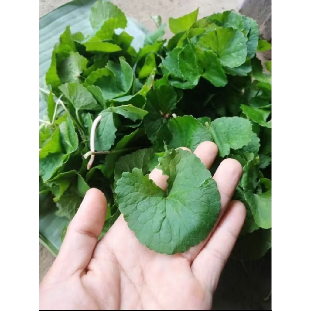 

Daun antanan / daun pegagan per ikat 100g
